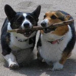 San Francisco Bay Area Corgis:  Connect here!