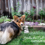 FLUFF CAM!