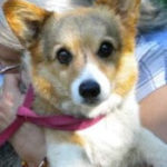 Adoptable in Michigan:  Almond