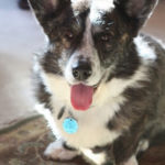 Adoptable Cardigan:  Bismarck of Massachusetts