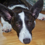 The Daily Corgi is going on a brief hiatus …