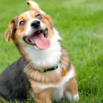 SMILE CAM:  Cooper Bean!