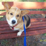 Adoptable Pem in Milton, Florida:  Cooper!