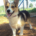 Adoptable Pembroke:  Cosmo Carl of Oklahoma City!