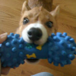 Puppy Cam:  Dexter!
