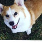Dodger