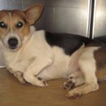 Adoptable Pem in Greenville, South Carolina:  Urgent Need