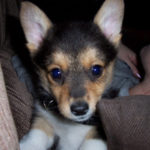 Murphy
