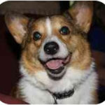 Adoptable low-riders:  Ginger, Teddy Bear and Oliver!