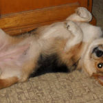 Belly Cam:  Penny!