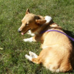 Rescue Spotlight:  Piper!