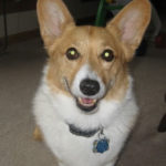 Raider in Wichita, Kansas needs a home and help!