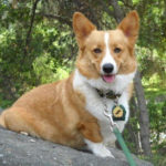Sidney needs some good Corgi People vibes!
