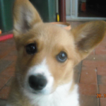 Stiggy:  Australian Corgipants!