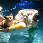 Pool Cam:  Yogi and pals!