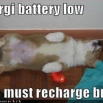 Corgi LOL