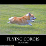 Flying Corgis