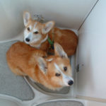 Fred and Lily