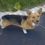 Anybody interested in a Kansas Corgi picnic?