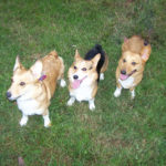 Middle Tennessee Corgi Rescue