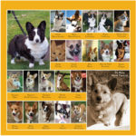 First look — The Daily Corgi 2011 Calendar!