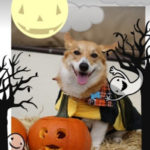 Happy Howl-o-Ween, everybody!
