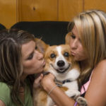 Corgi groupies …