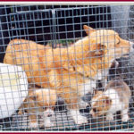Your help needed:  Missouri puppy mill closure / rescue operation.