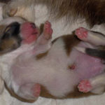 Puppy Cam:  seven day-old Reba!