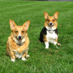 Sammy and Cody