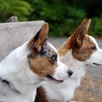 Handsome Cam:  Simon and Caleb!