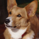 Cast a vote for Stiggy!