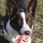 Saturday Smiler:  Brodie!