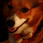 Smile Cam:  Fergus!