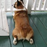 Butt Cam!  The Marvelous Maggie May