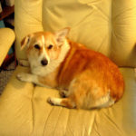 Sadie of Connecticut