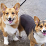 Smile Cam:  Scout and Daisy!