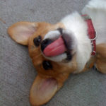 Tongue Cam:  Tallulah!