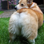 Butt Cam:  Shelby!