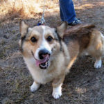 Saturday Smiler:  Adoptable Benny C!