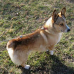 Saturday Smiler Preview:  Adoptable Benny!