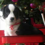 CASTING CALL — CHRISTMAS PHOTOS!