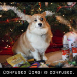 Confused Corgi