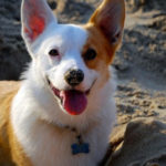 Saturday Smiler:  Davey of NYC!