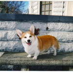 Saturday Smiler:  Dodger!