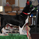 Can you help get rescued Frankie to his new home for XMAS?