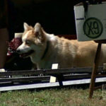 Another Corgi hero!