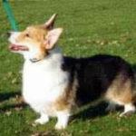 VAN w/CORGIS and AKITAS STOLEN in LONG BEACH, CA — please pass along!