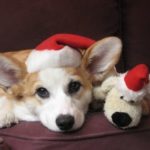Corgi Carols