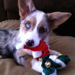 A Very Corgi Christmas!